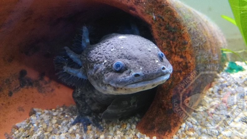 Mexikanischer Querzahnmolch - Axolotl.jpg
