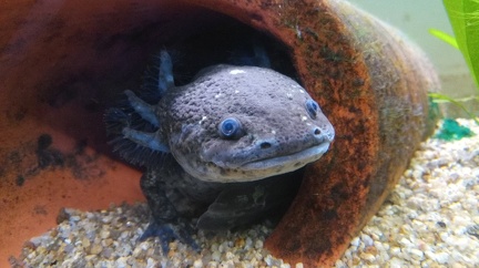 Mexikanischer Querzahnmolch - Axolotl