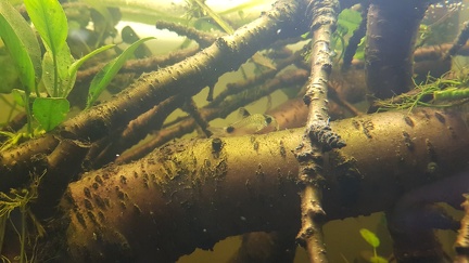 Pandapanzerwels - C. panda 2