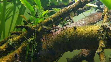 Zwerghexenwels - R. beni